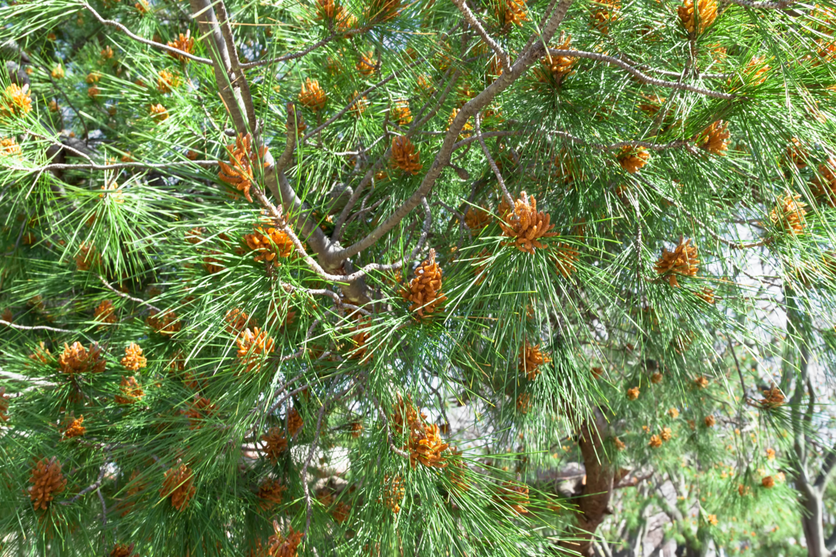 Uma Pinus canariensis bem de perto