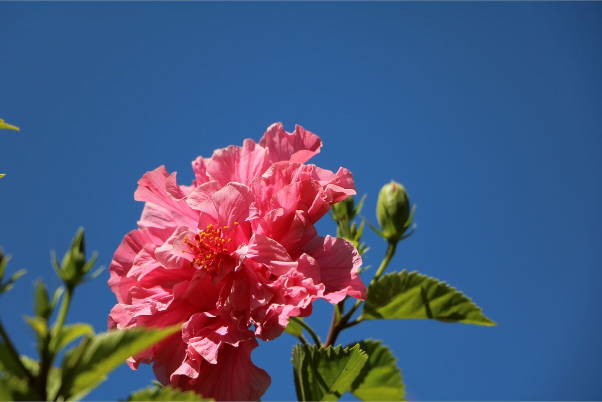 Rosa de saron rosa com céu azul ao fundo 