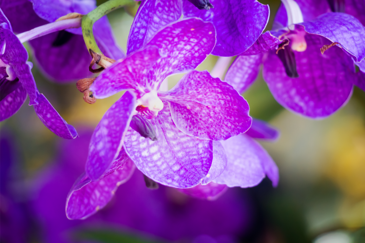 Orquídeas vandas com flores roxas bem de perto