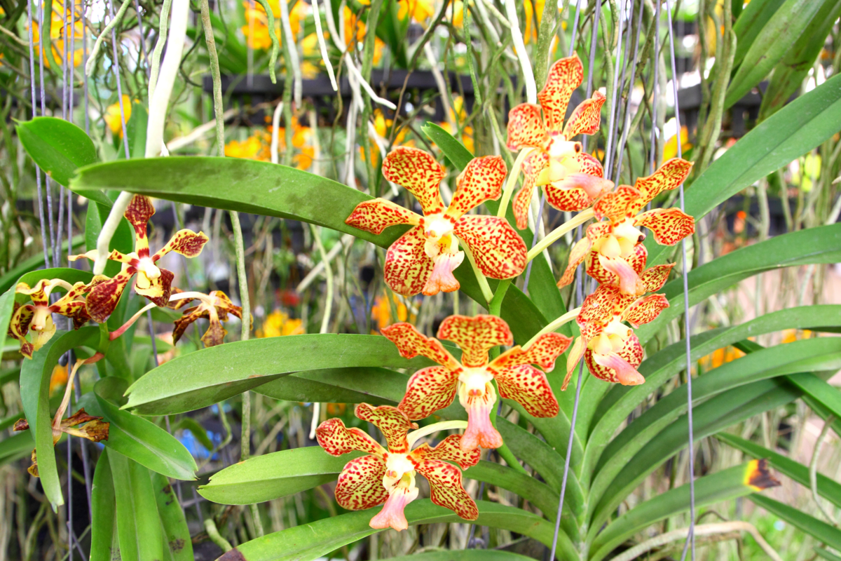 Orquídeas vandas com flores amarelas com pontos laranjas