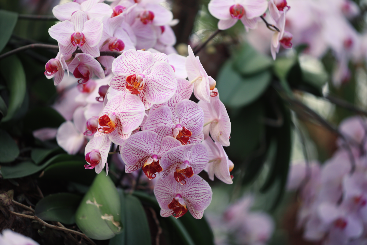 Várias orquídeas vandas de cor rosa clara