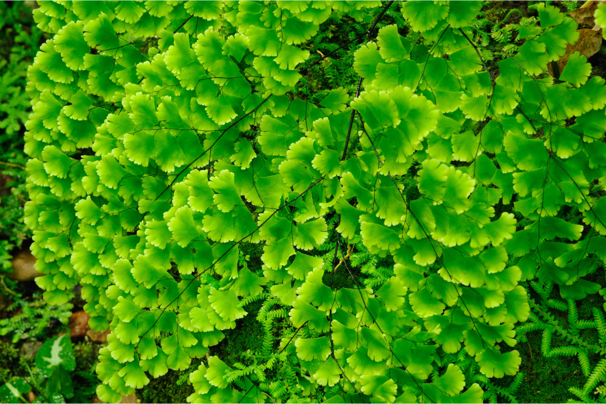 Adiantum tenerum bem de perto e com as folhas bem verdes