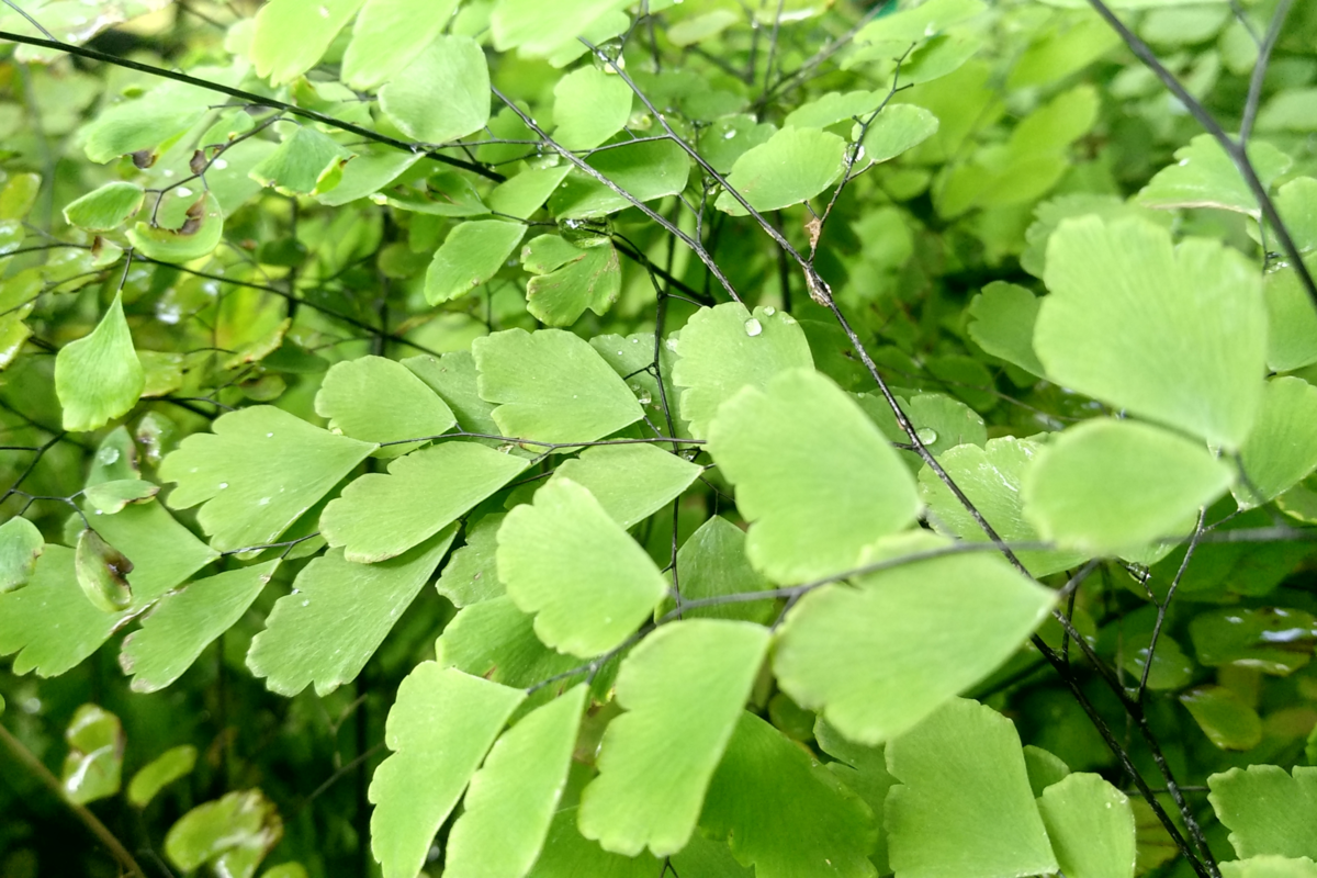 Adiantum peruvianum bem de perto e cheia de folhas verdes