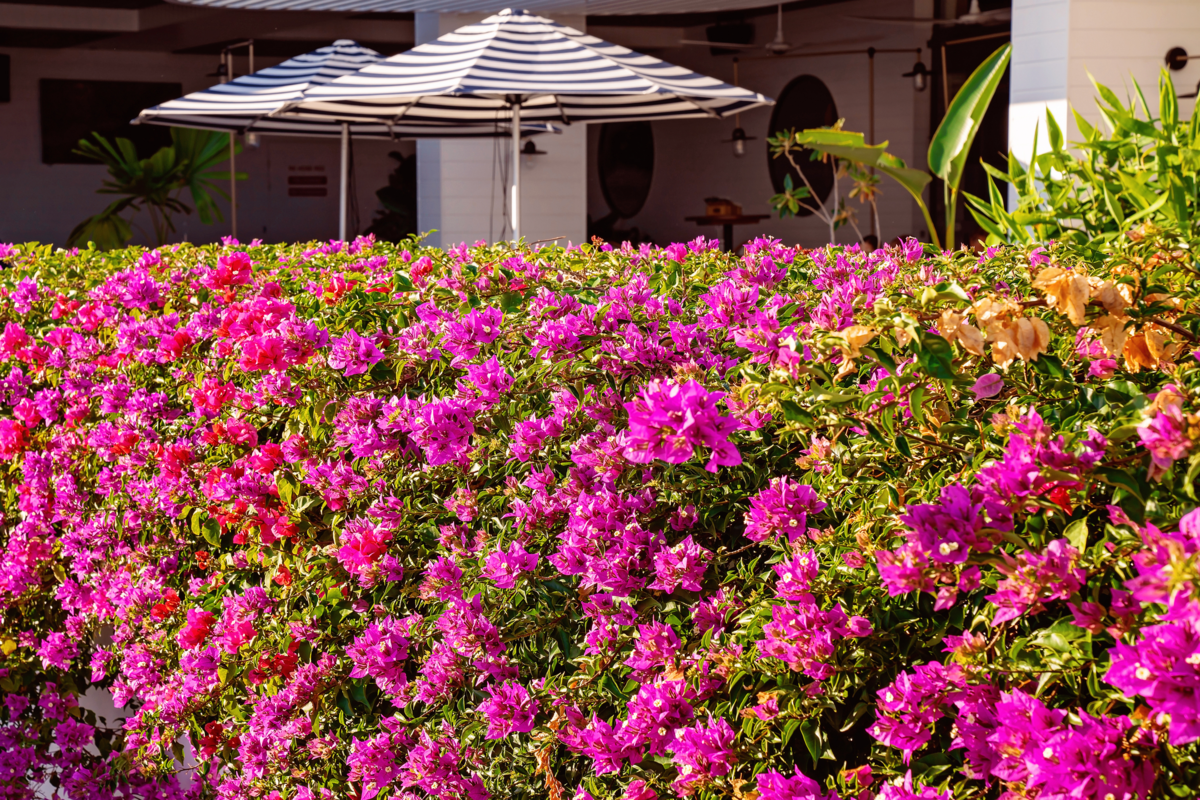 Flores rosas da espécie Primavera-arbustiva dentro do resort.
