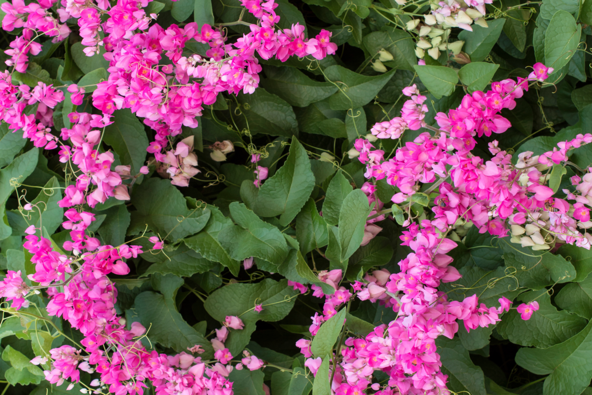 Flores da espécie Amor-agarradinho na cor rosa.