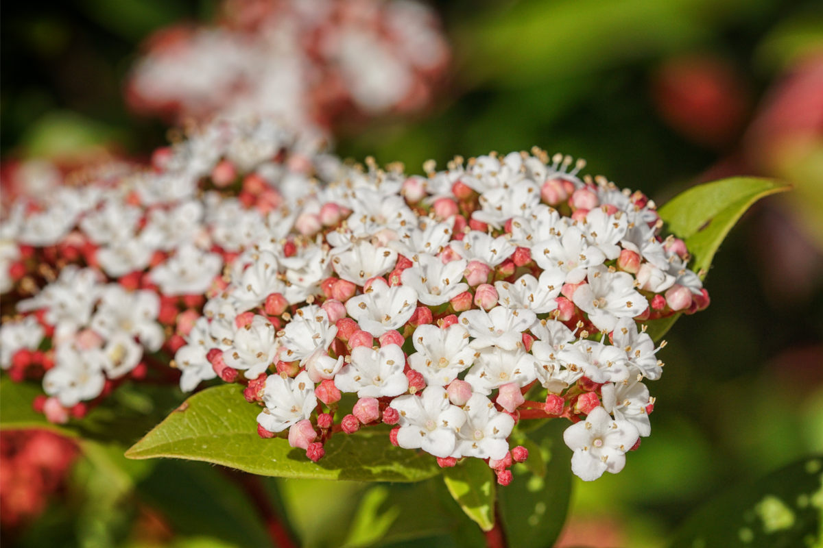 Flores da espécie Laurotino na cor branca, vista de perto em um dia ensolarado.