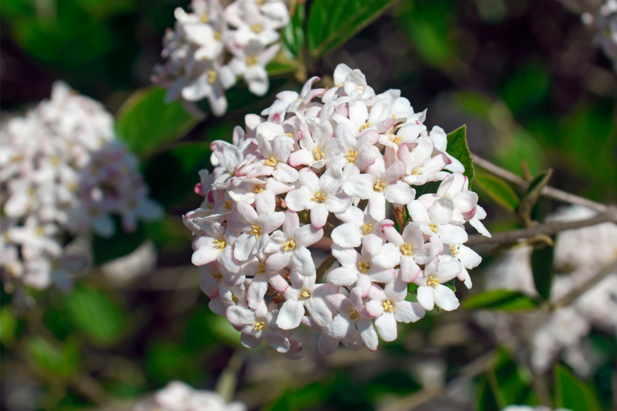 Cacho de flores da espécie Viburno na cor branca.