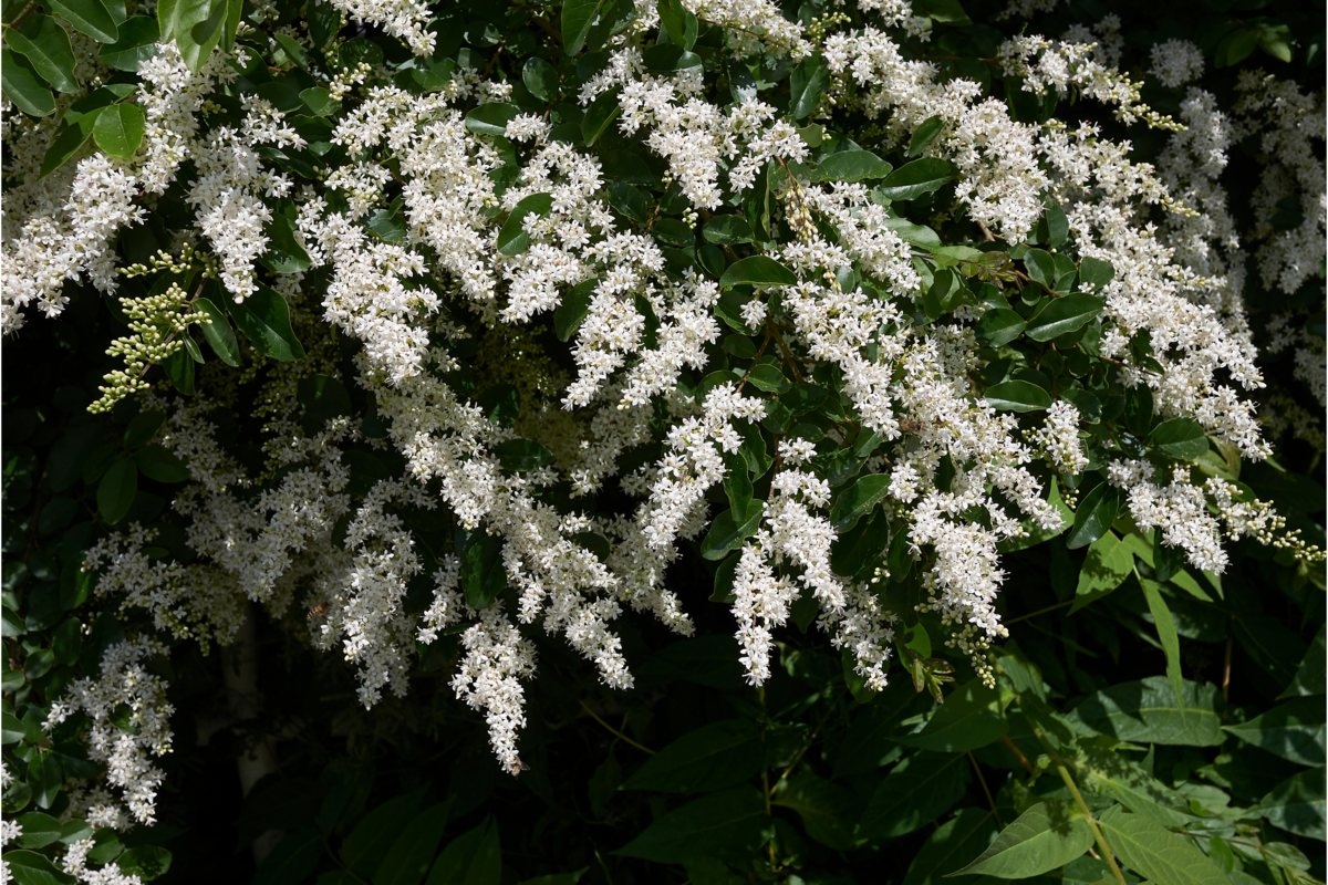 Flores da espécie Ligustrum na cor branca em um jardim.
