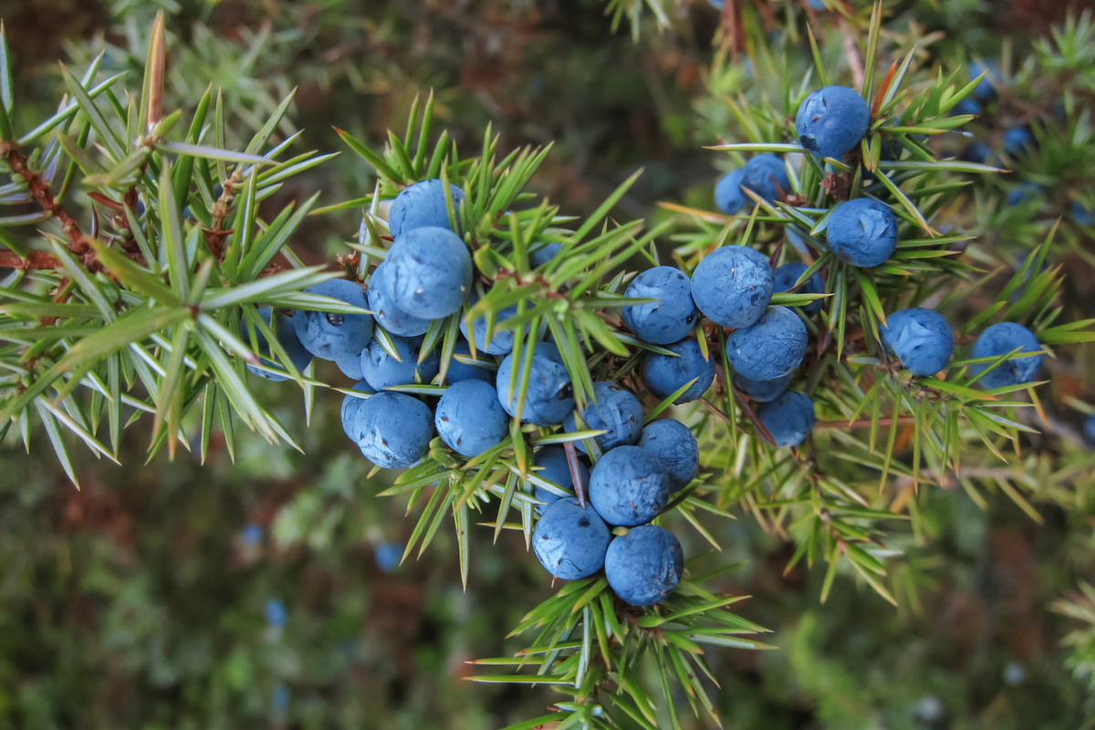 Fruto roxo da planta Juniperus.
