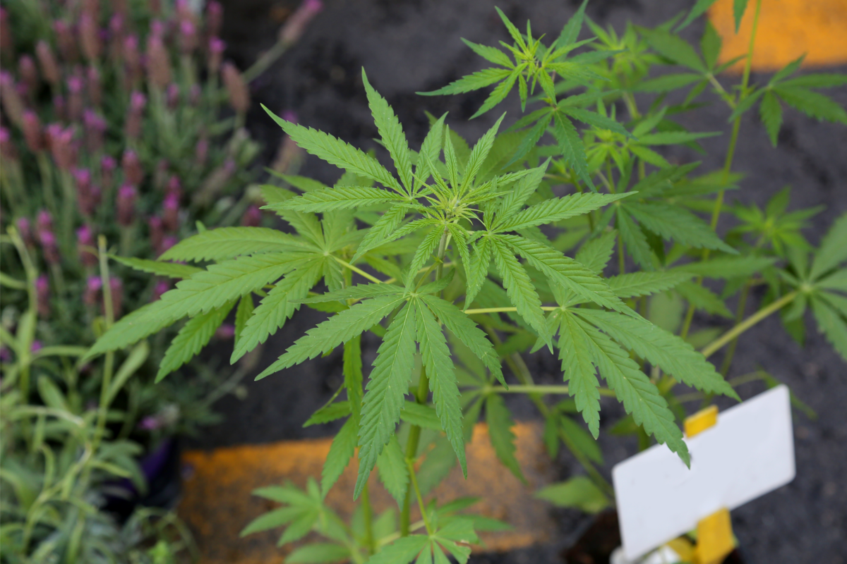 Cultivo da planta Cannabis sativa em vaso.
