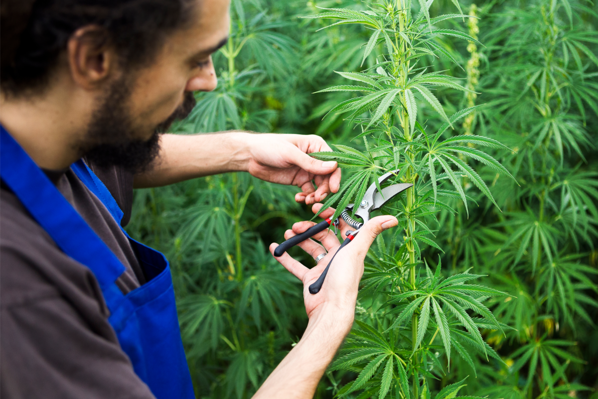 Homem de avental azul colhendo a planta de Cannabis.