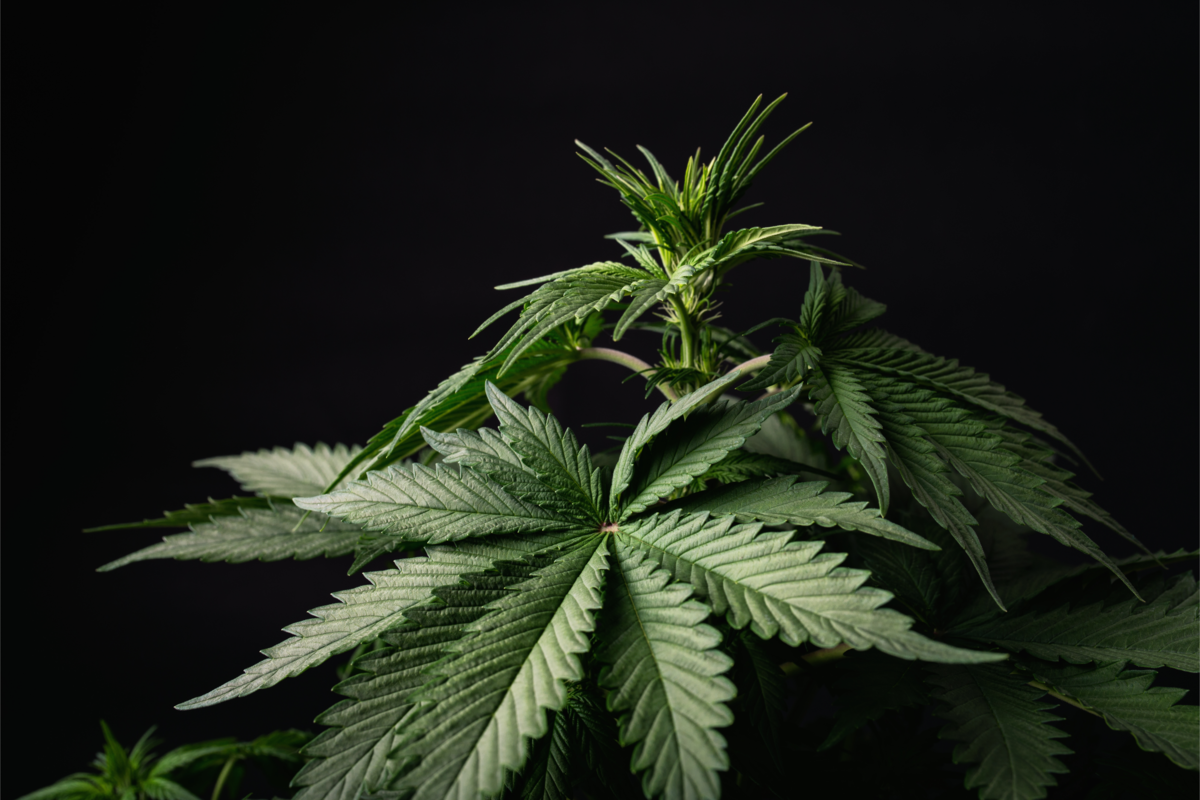 Planta Cannabis indica em um fundo escuro.