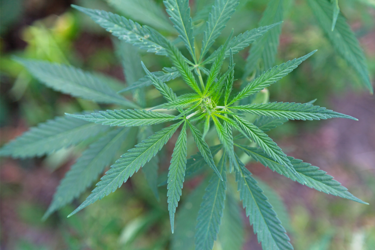 Planta Cannabis ruderalis cultivada em um jardim.