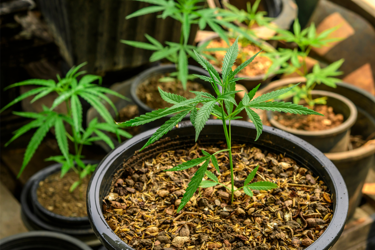 Vários vasos com a planta Cannabis sativa.