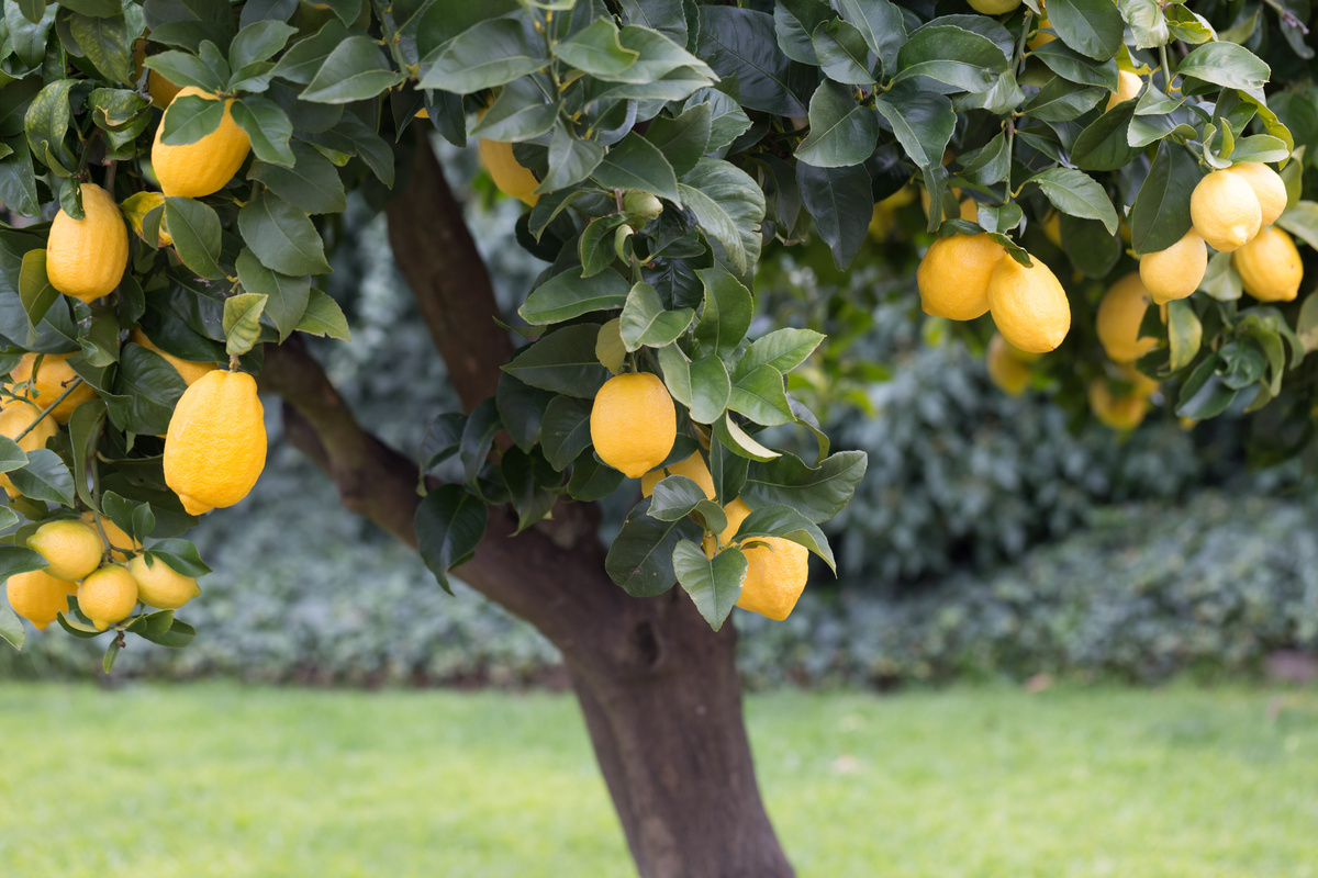 Árvore de limão