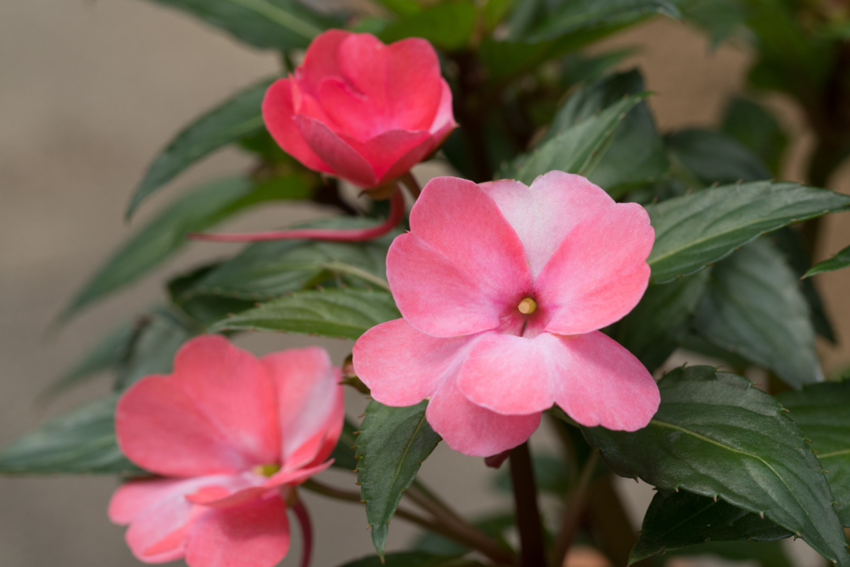 Ponto Verde - ✿ Ponto Verde ✿ ▻O beijo americano ou empates é uma planta de  sombra que deve receber apenas o sol da manhã. Suas flores podem ser  brancas, rosas, laranjas