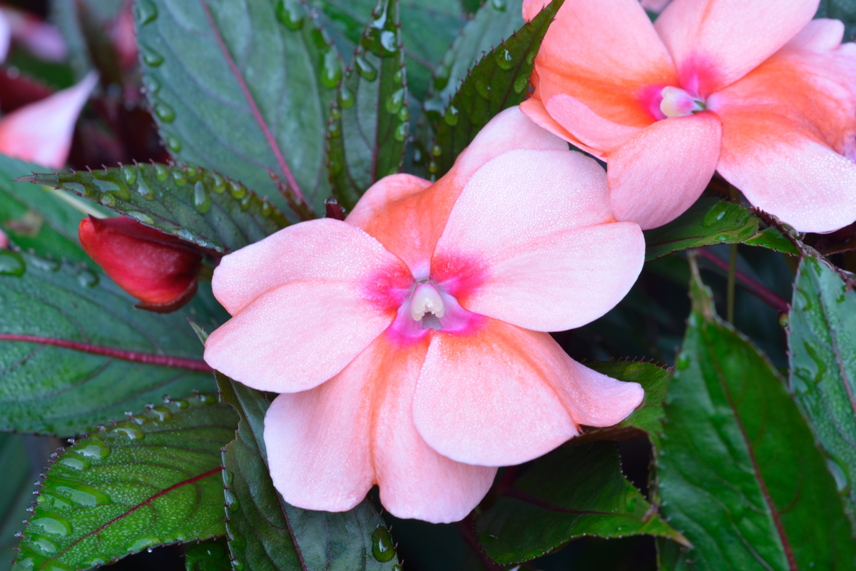 Jardim sem Segredos: aprenda a cuidar da flor beijo americano - Decoração -  Extra Online