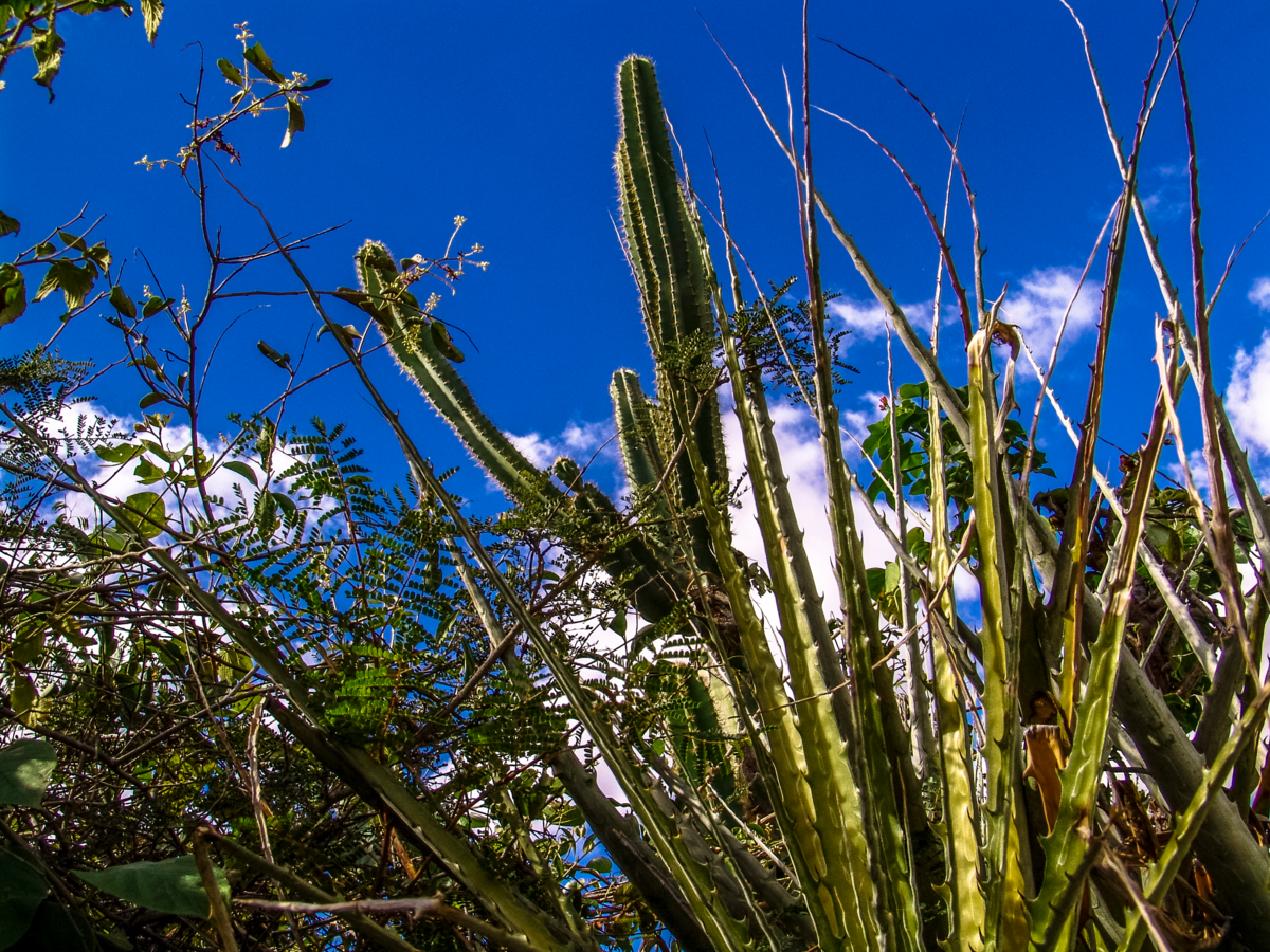Grande cacto mandacaru em meio a outras plantas na natureza