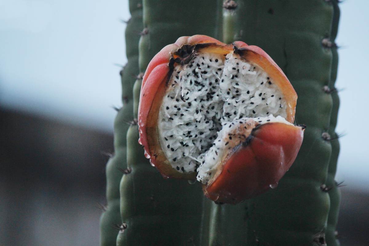 Fruto do mandacaru ainda conectado à planta parcialmente aberto 