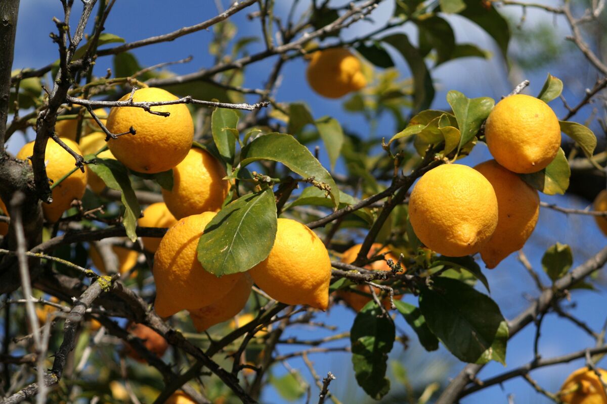 Limões sicilianos em pé de limão
