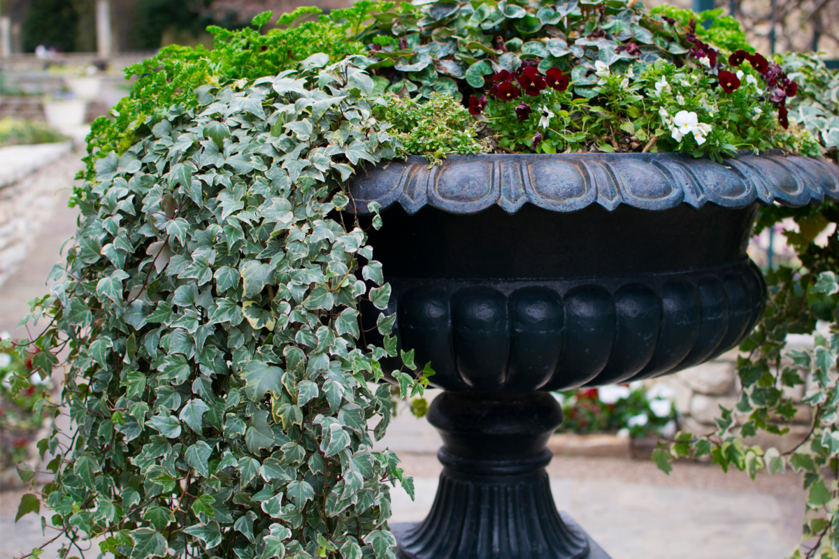 Hera inglesa e outras plantas em um enorme vaso ornamental