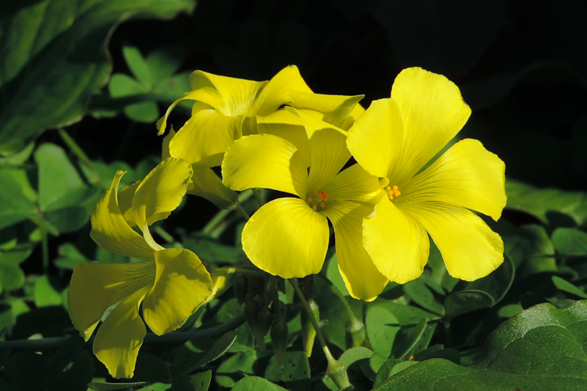 Quatro flores de trevinho amarelo desabrochadas