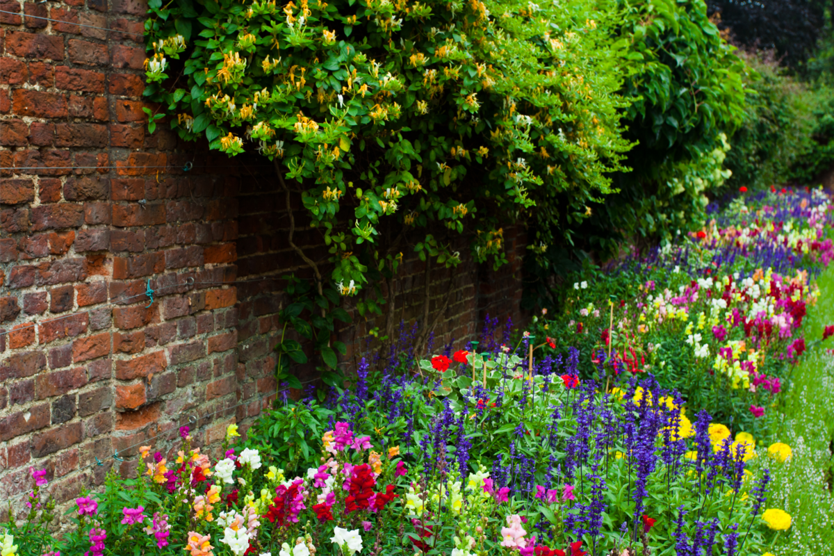 Um jardim com muitas flores coloridas e uma parede 