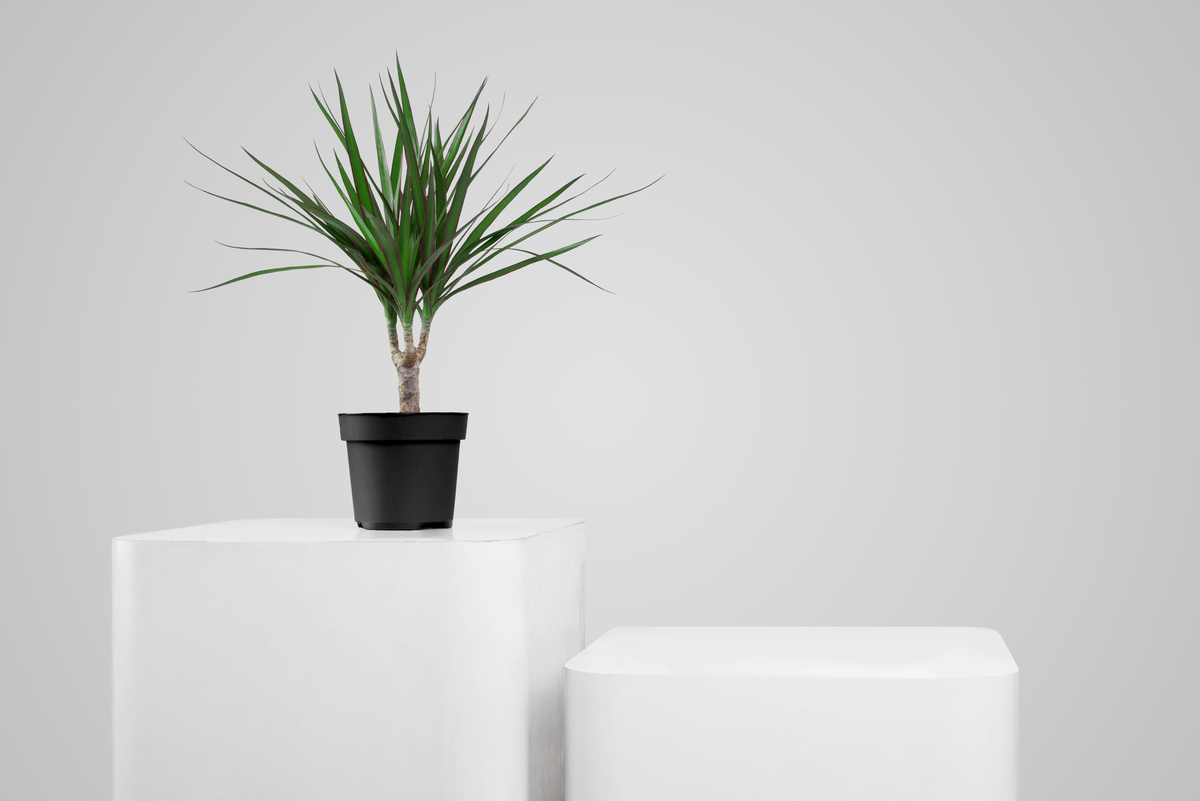 A dracena arbórea em um vaso e em um fundo  branco