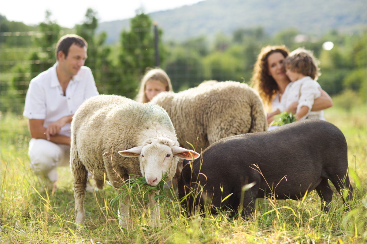 Família de branco alimentando três ovelhas na fazenda.
