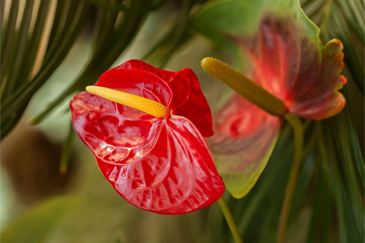 Flores tropicais: nomes, características, descrição e mais!