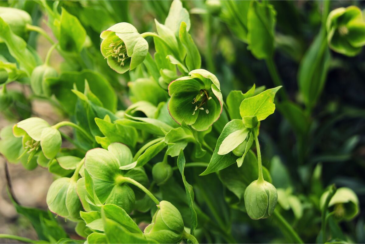 Flores verdes: descubra as plantas com essa floração e mais!