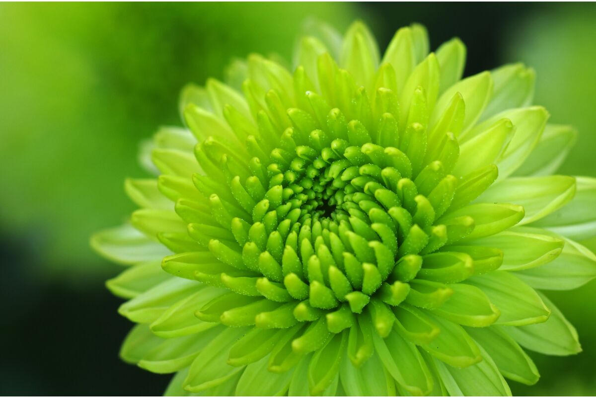 Flores verdes: descubra as plantas com essa floração e mais!