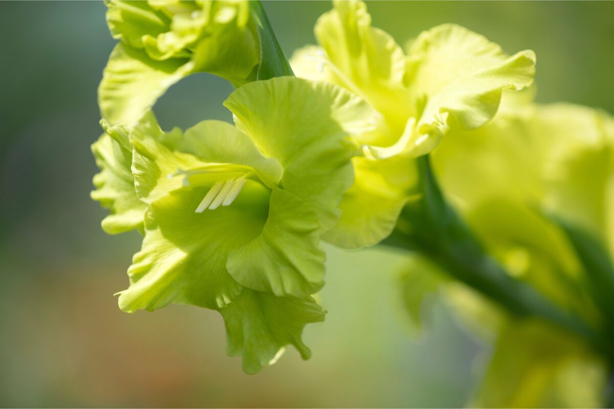 Flor de Gladiolus verde em foco 