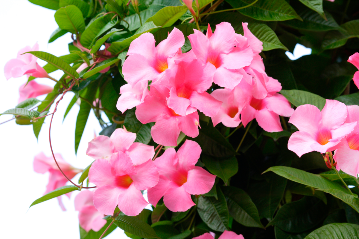 Galho de dipladênia com muitas flores rosa-claro