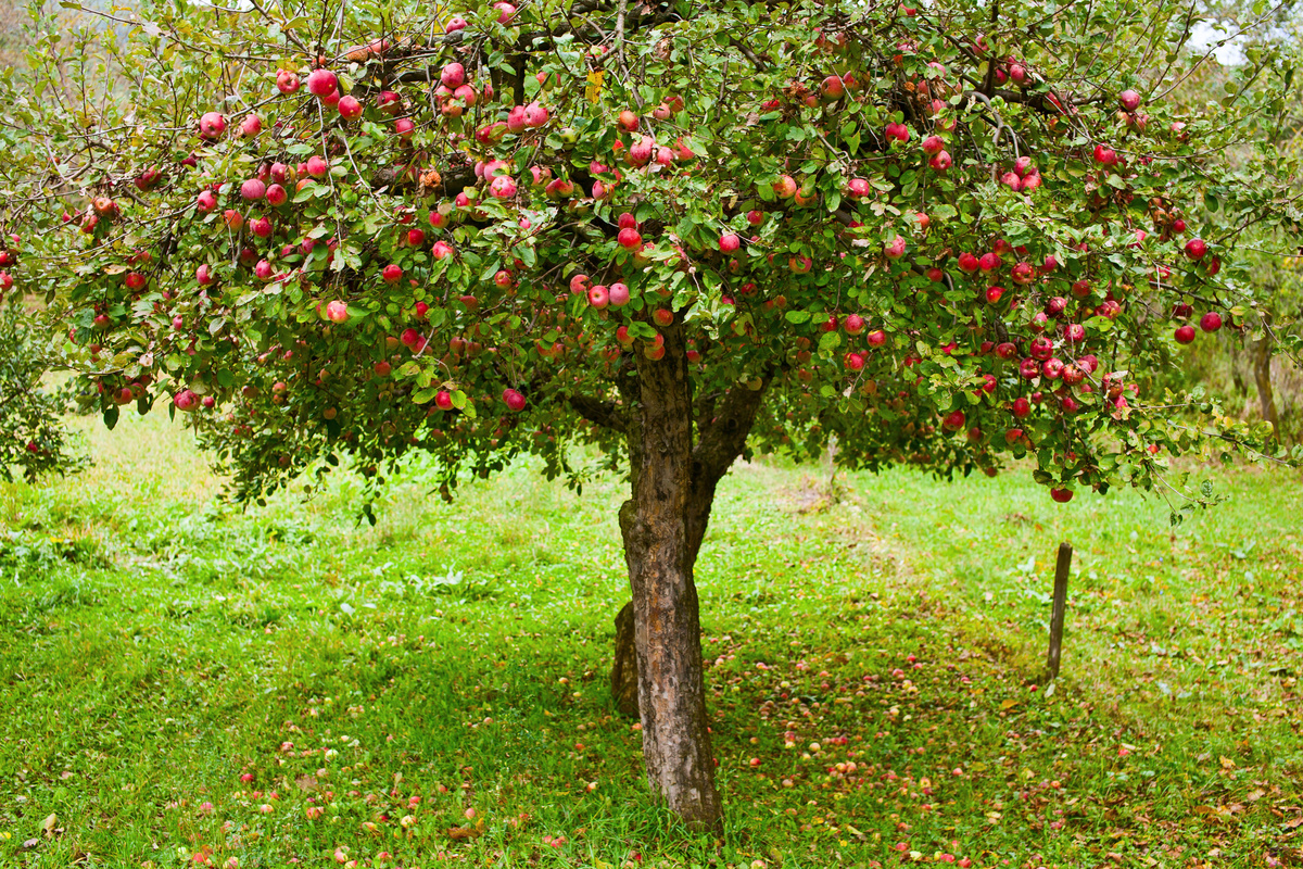 Árvore macieira