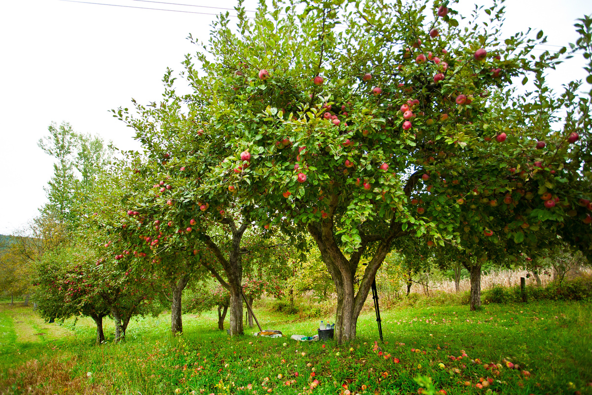 Árvores macieiras