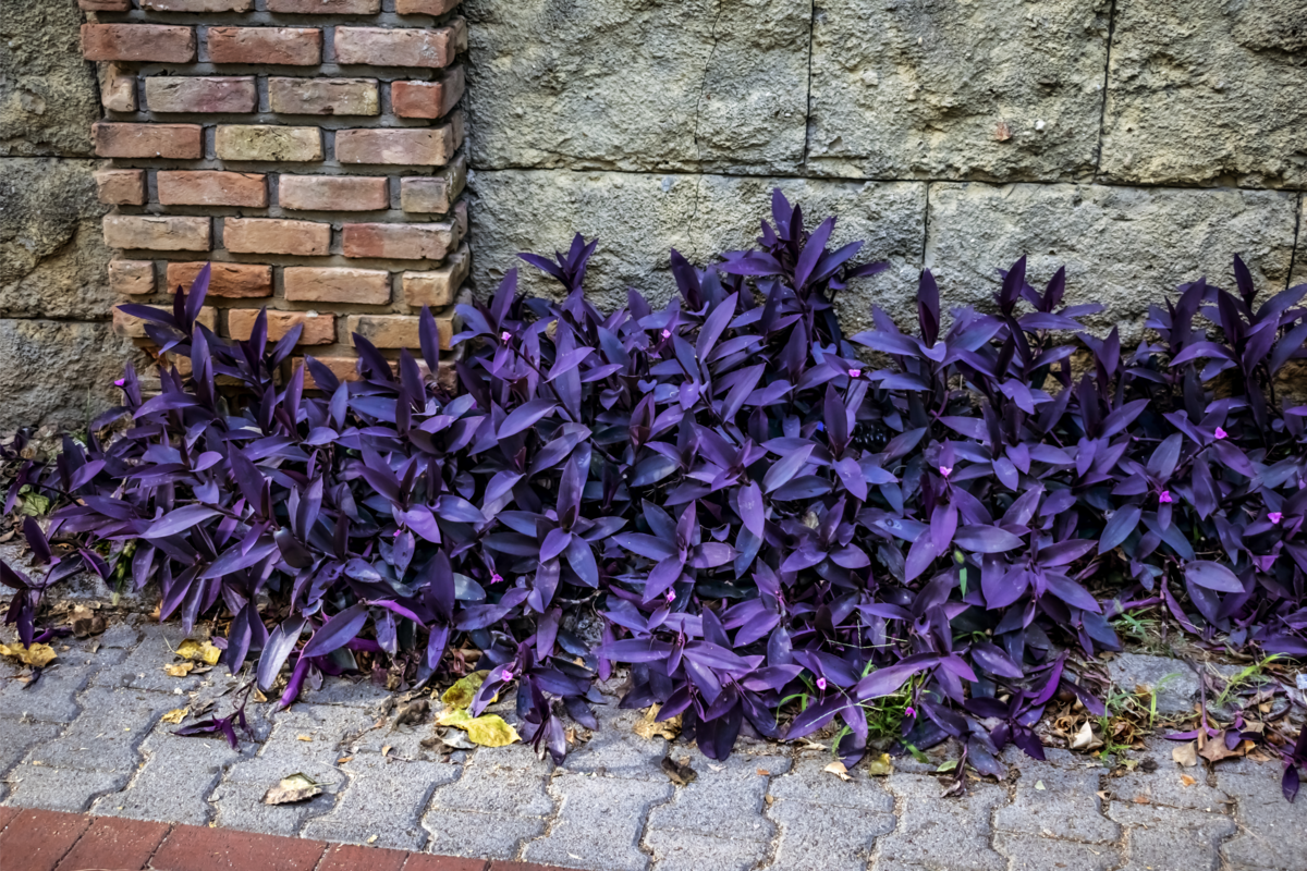 Planta Trapoeraba roxa crescendo no muro próxima a uma calçada.