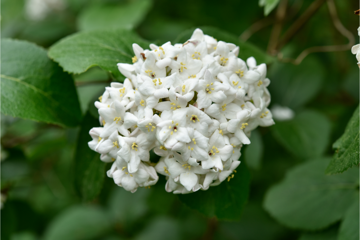 Viburno com flores brancas