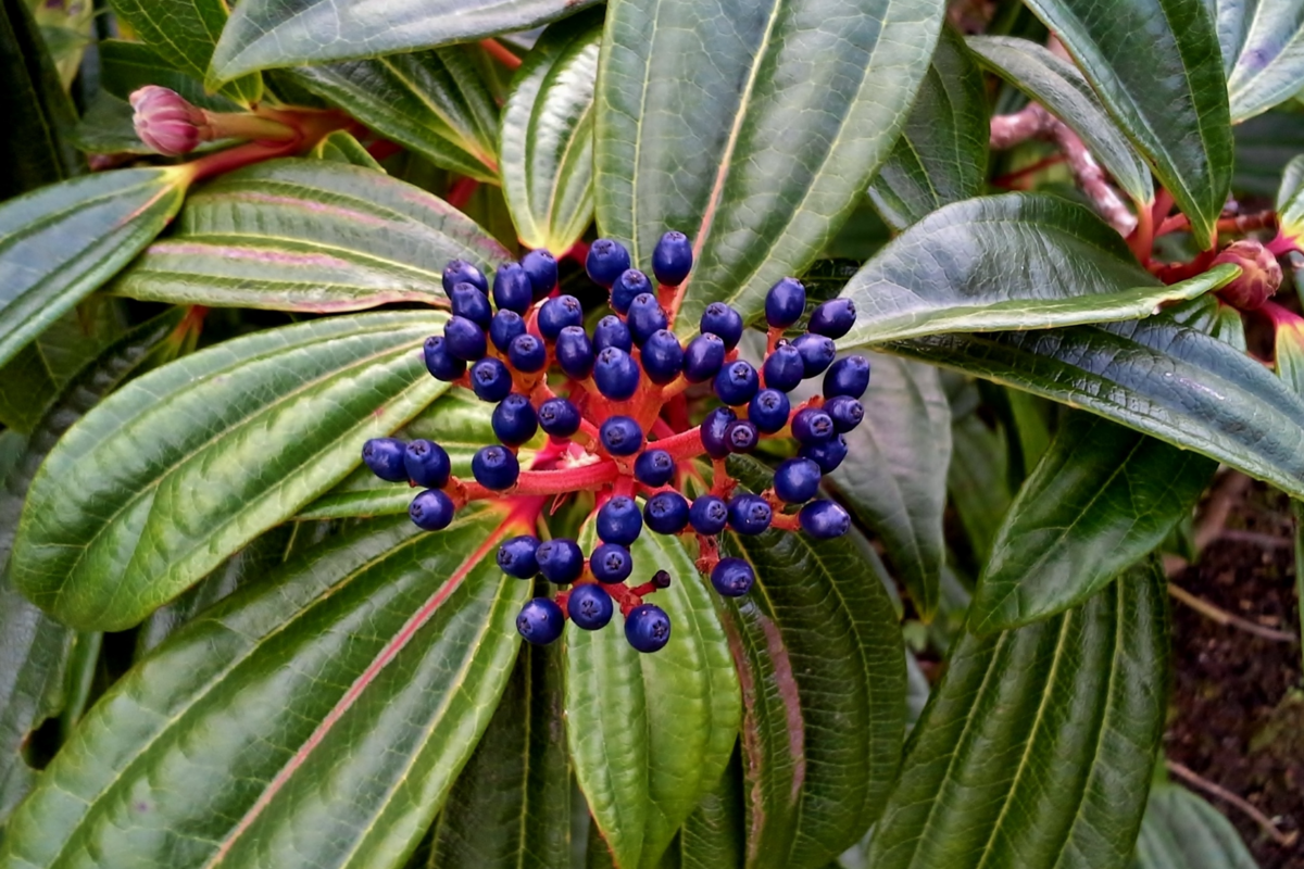 Viburnum davidii com pequenos frutos na cor azul-turquesa
