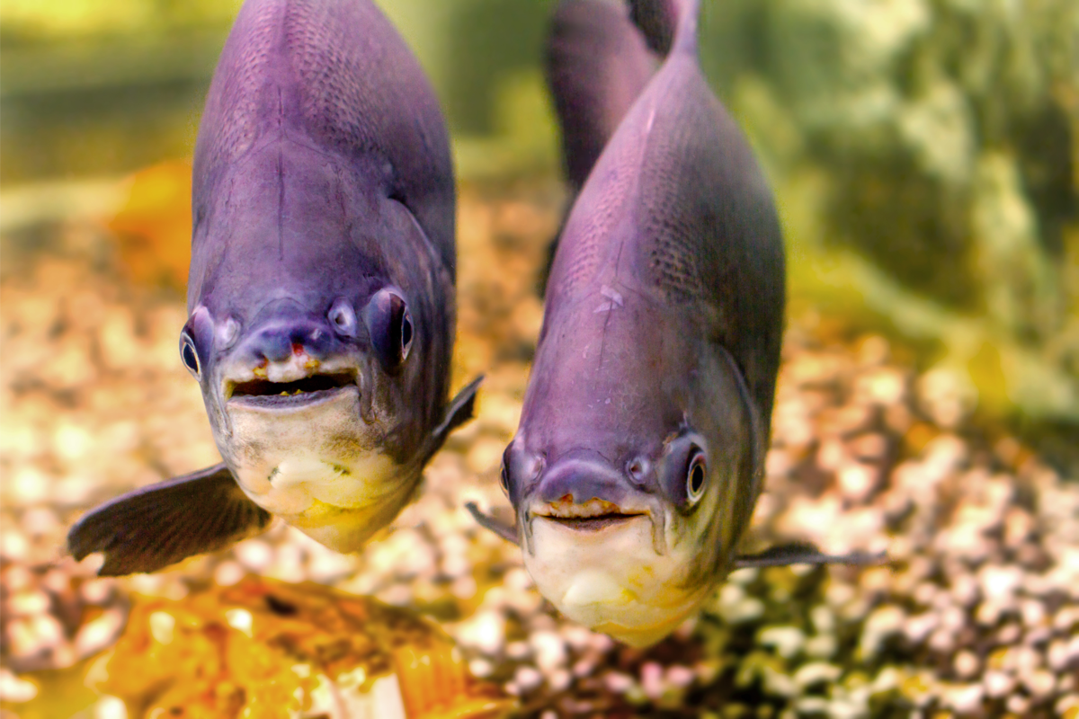Dois peixes pacus olhando para a câmera