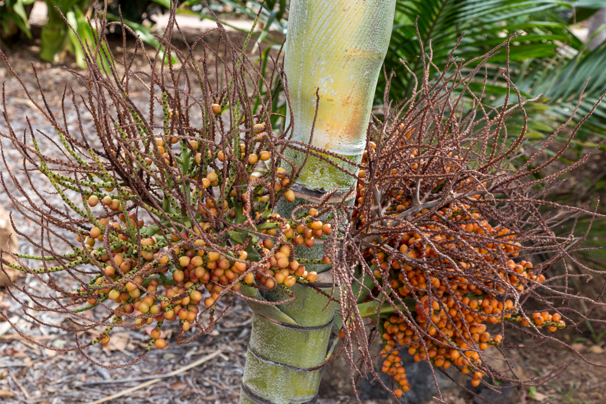 Frutos em tronco de árvore no jardim botânico de Santa Cruz