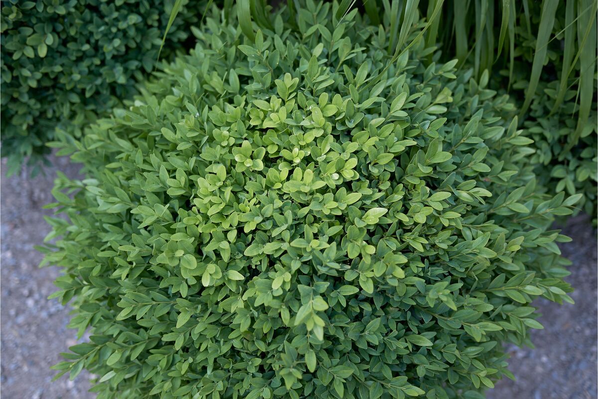 Arbusto de Buxus sempervire