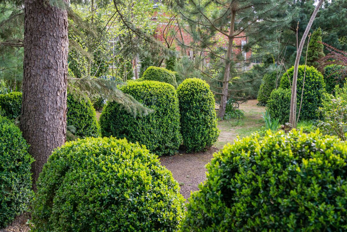 Jardim ornado com Buxus sempervire