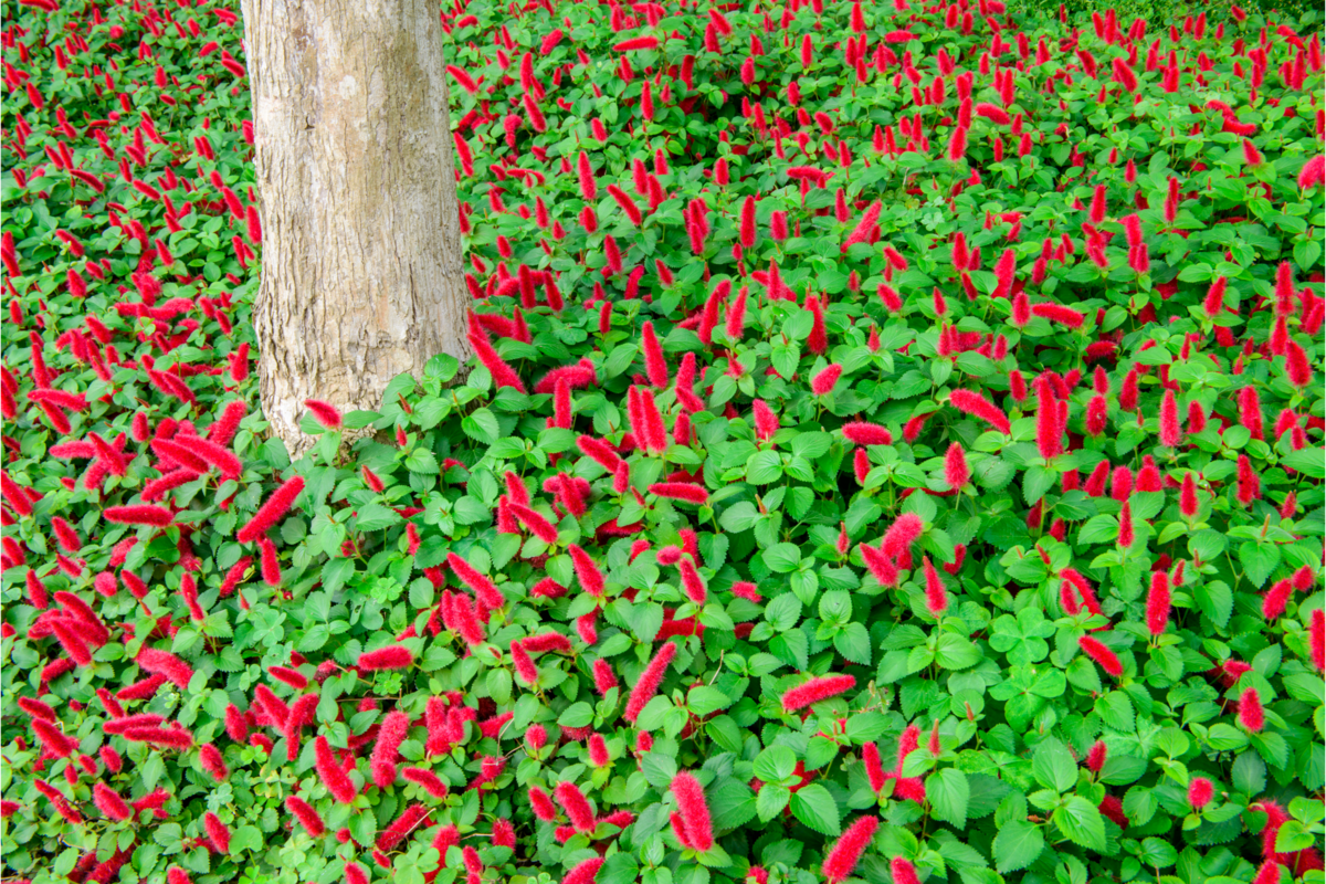 Jardim repleto de flores vermelhas da planta rabo de gato.