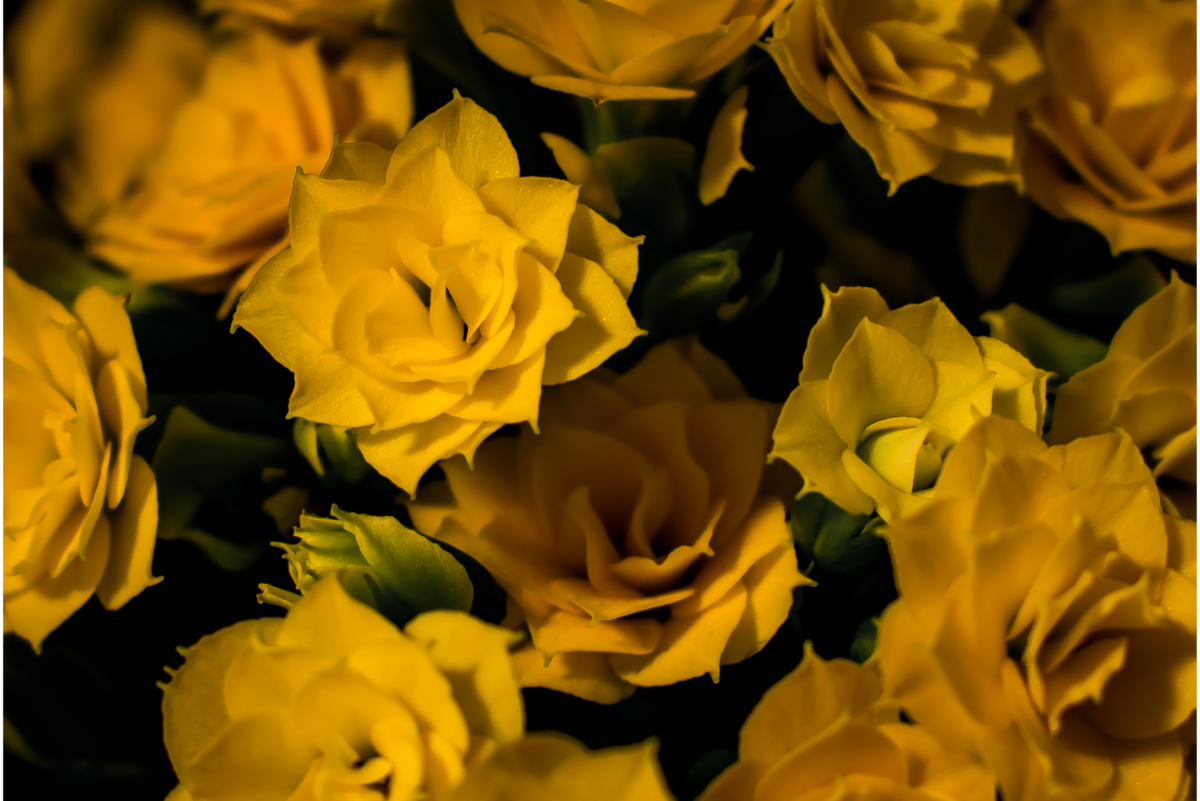 Flor da fortuna amarela