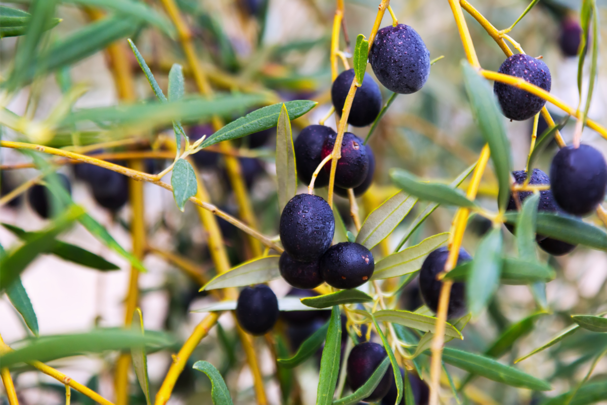 Planta de oliveira com azeitonas pretas