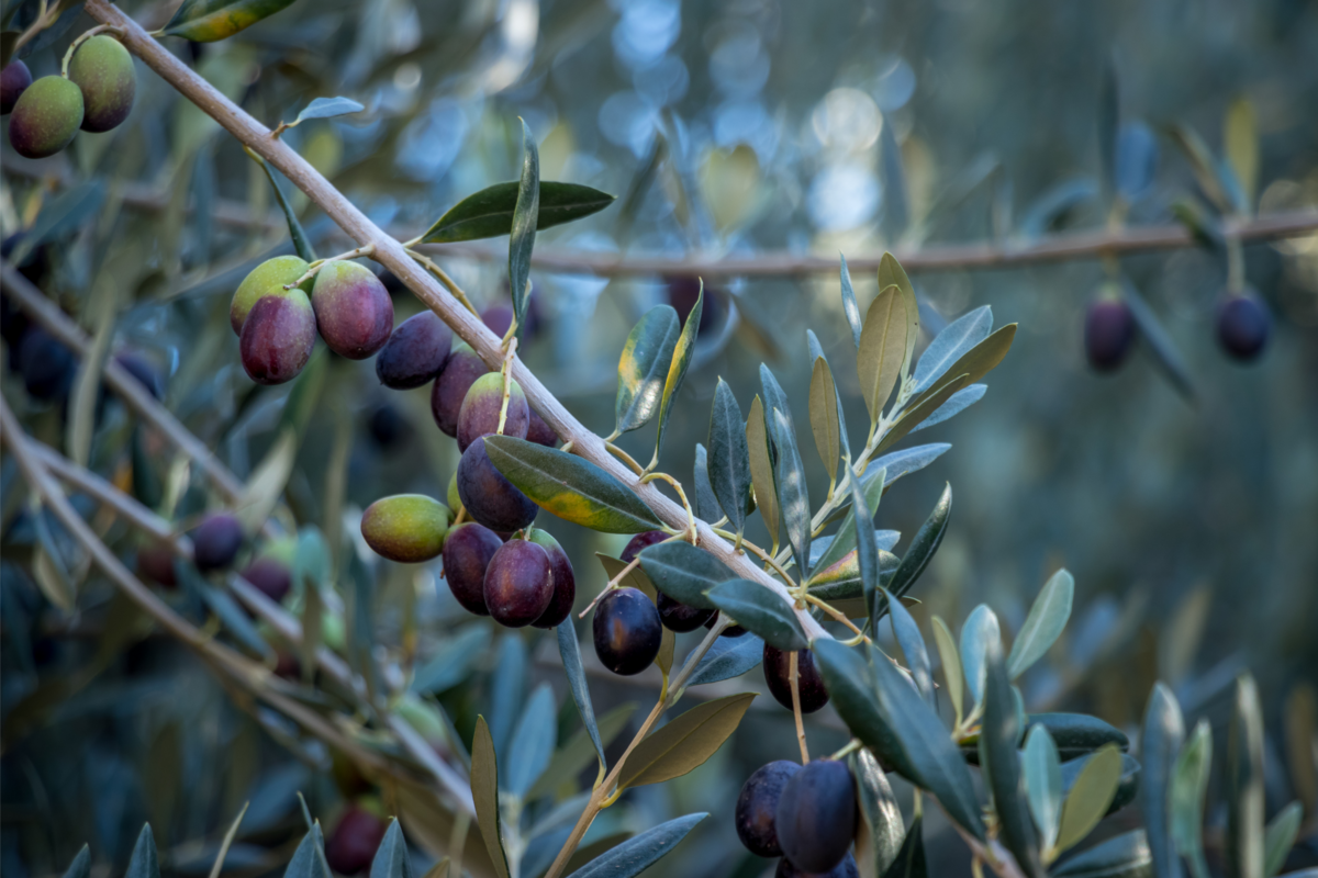 azeitonas em planta de oliveira