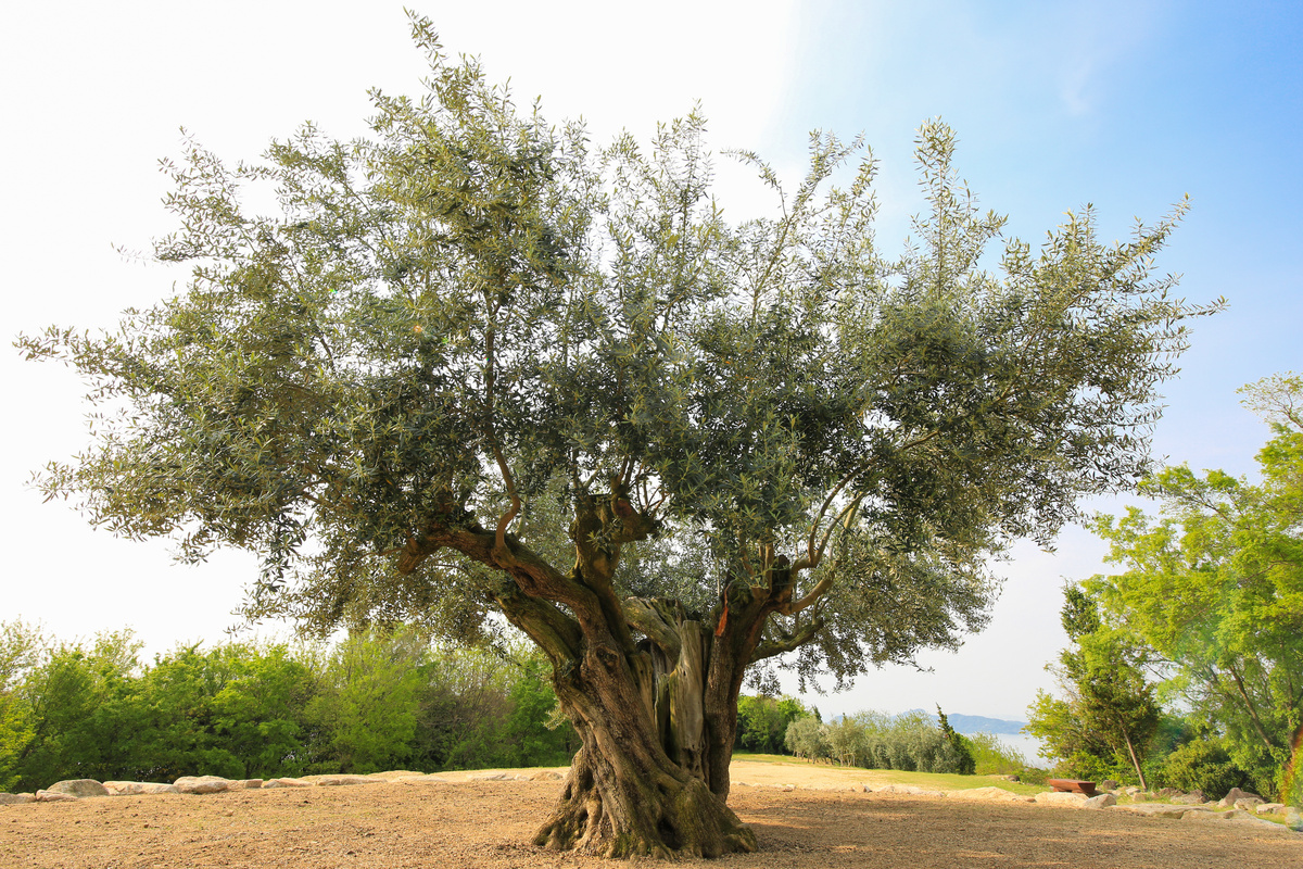Uma árvore de oliveira