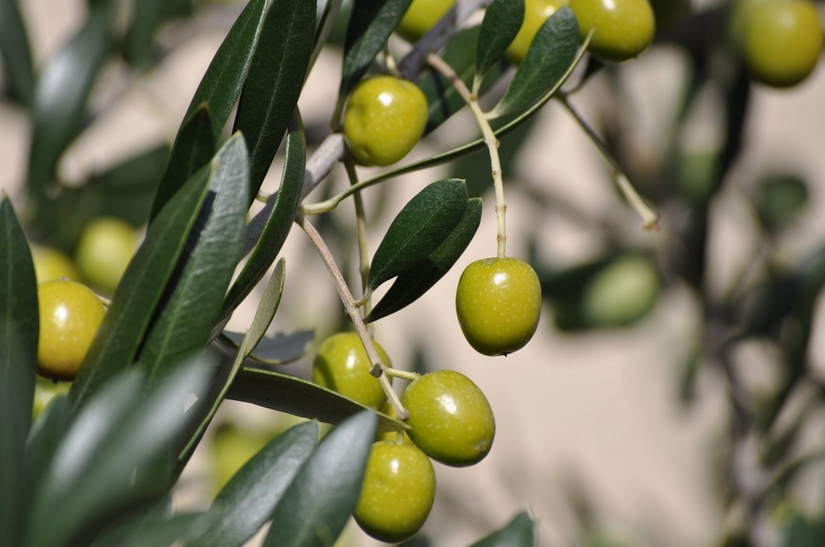 A planta de oliveira bem de perto com azeitonas verdes
