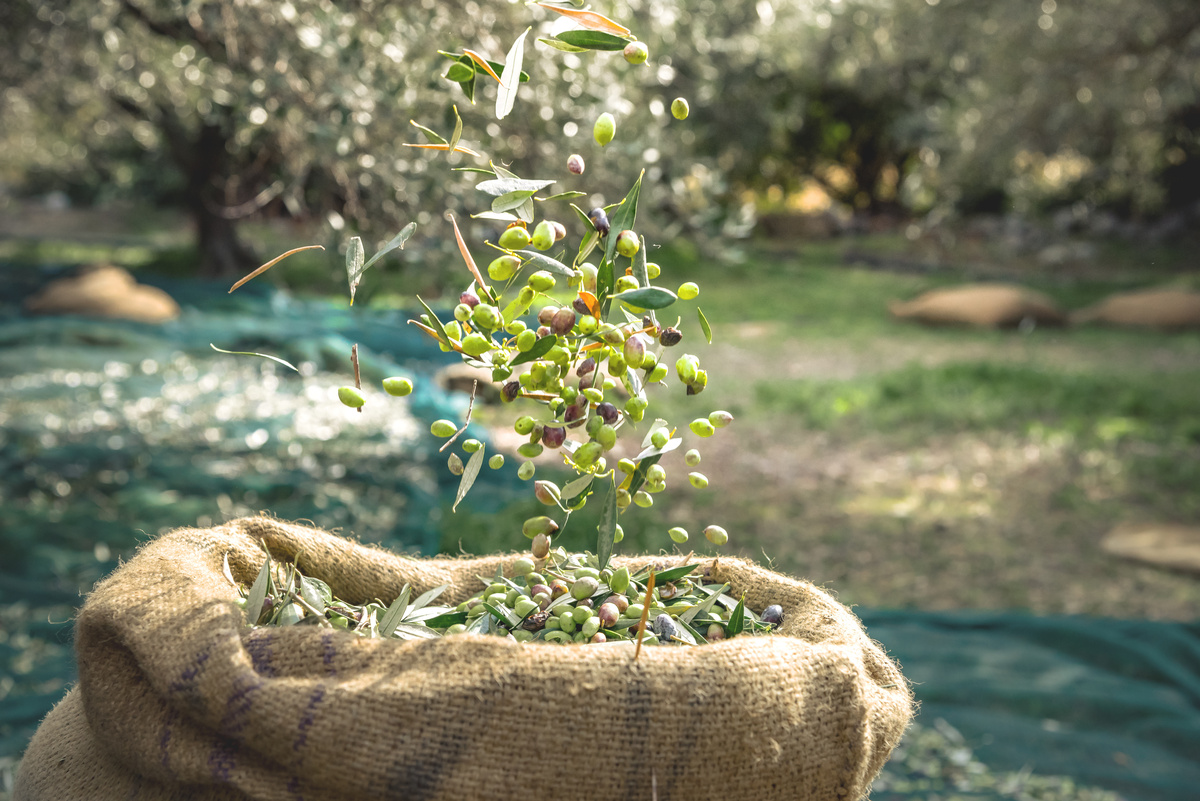Azeitonas frescas colhidas em sacos em um campo